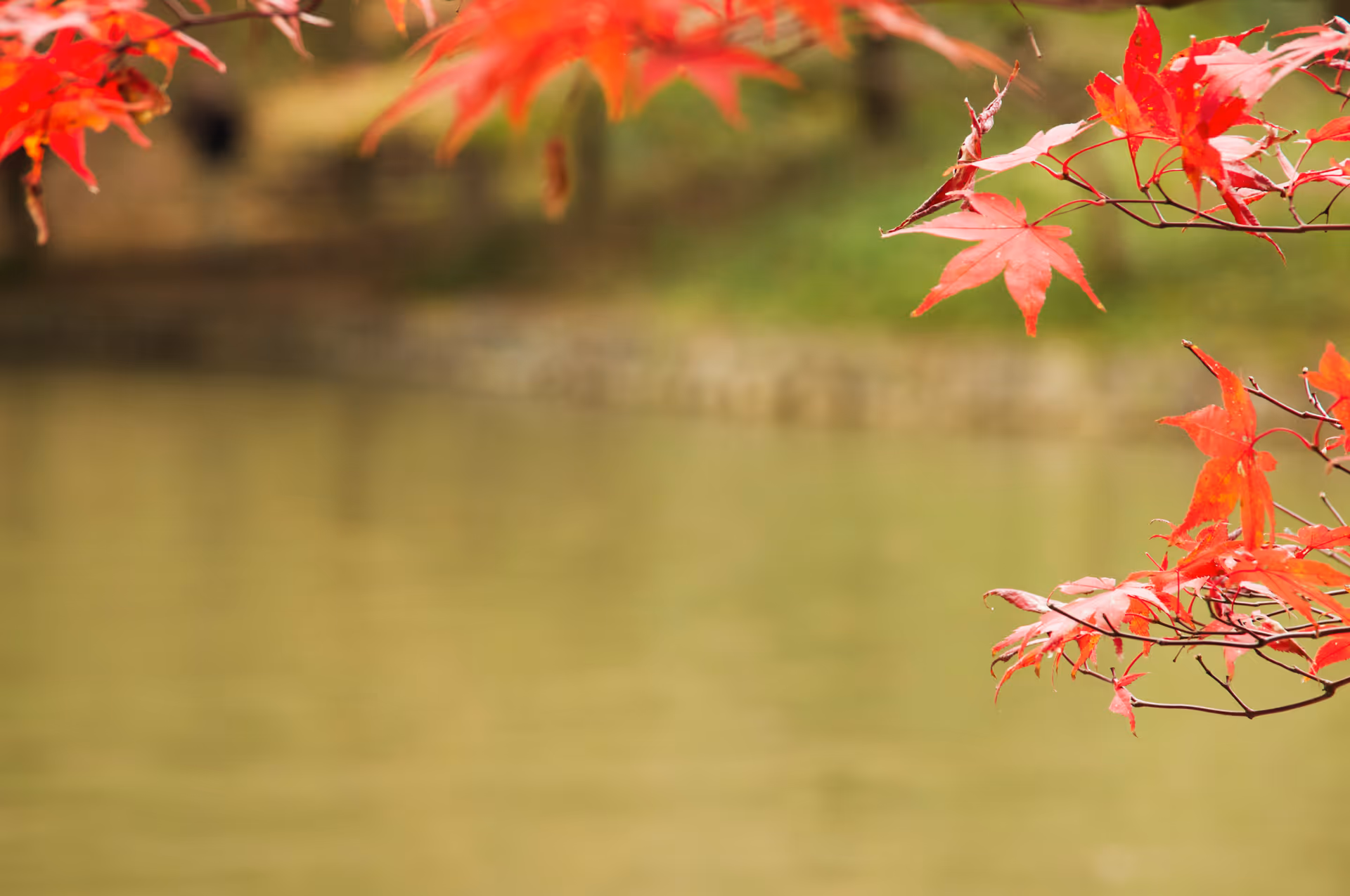 2018年11月23日に神奈川県で撮った「ボケ、マクロ、植物、池、紅葉」の写真