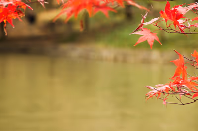 2018年11月23日に神奈川県で撮った「ボケ、マクロ、植物、池、紅葉」の写真