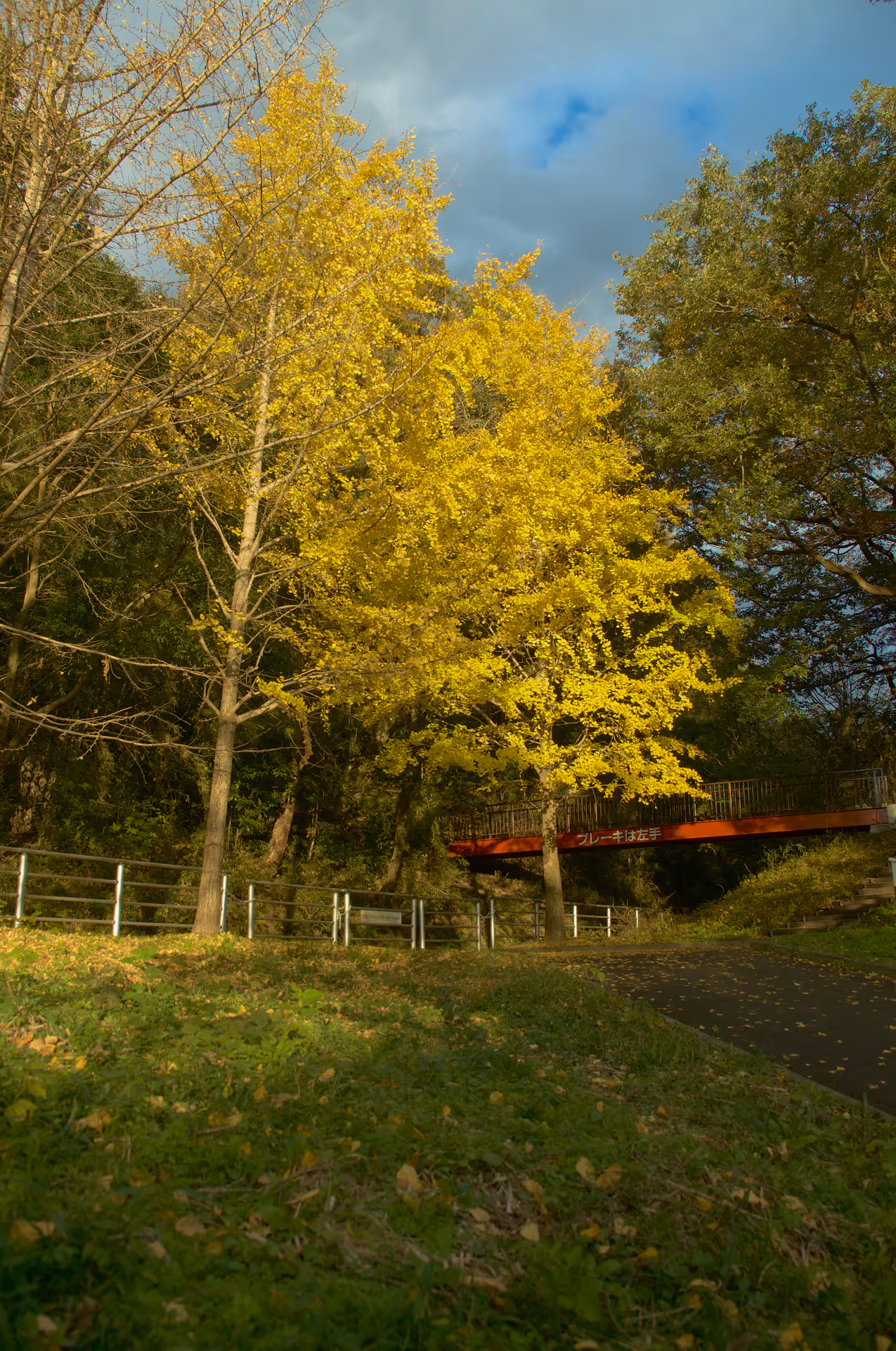 2018年11月23日に神奈川県で撮った「植物、紅葉」の写真