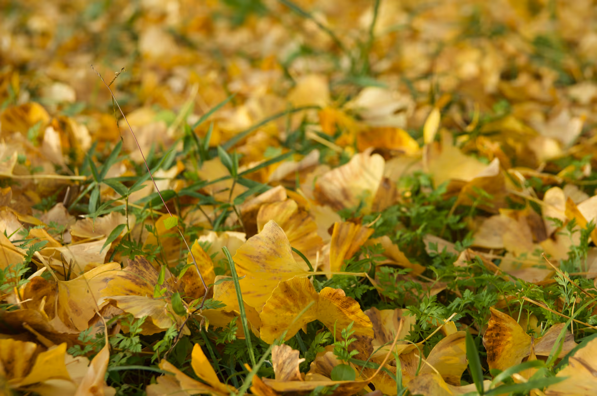 2018年11月23日に神奈川県で撮った「マクロ、植物、紅葉」の写真