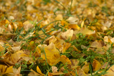 2018年11月23日に神奈川県で撮った「マクロ、植物、紅葉」の写真