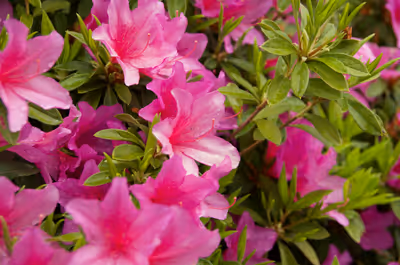 2019年5月2日に神奈川県で撮った「ツツジ、マクロ、植物」の写真