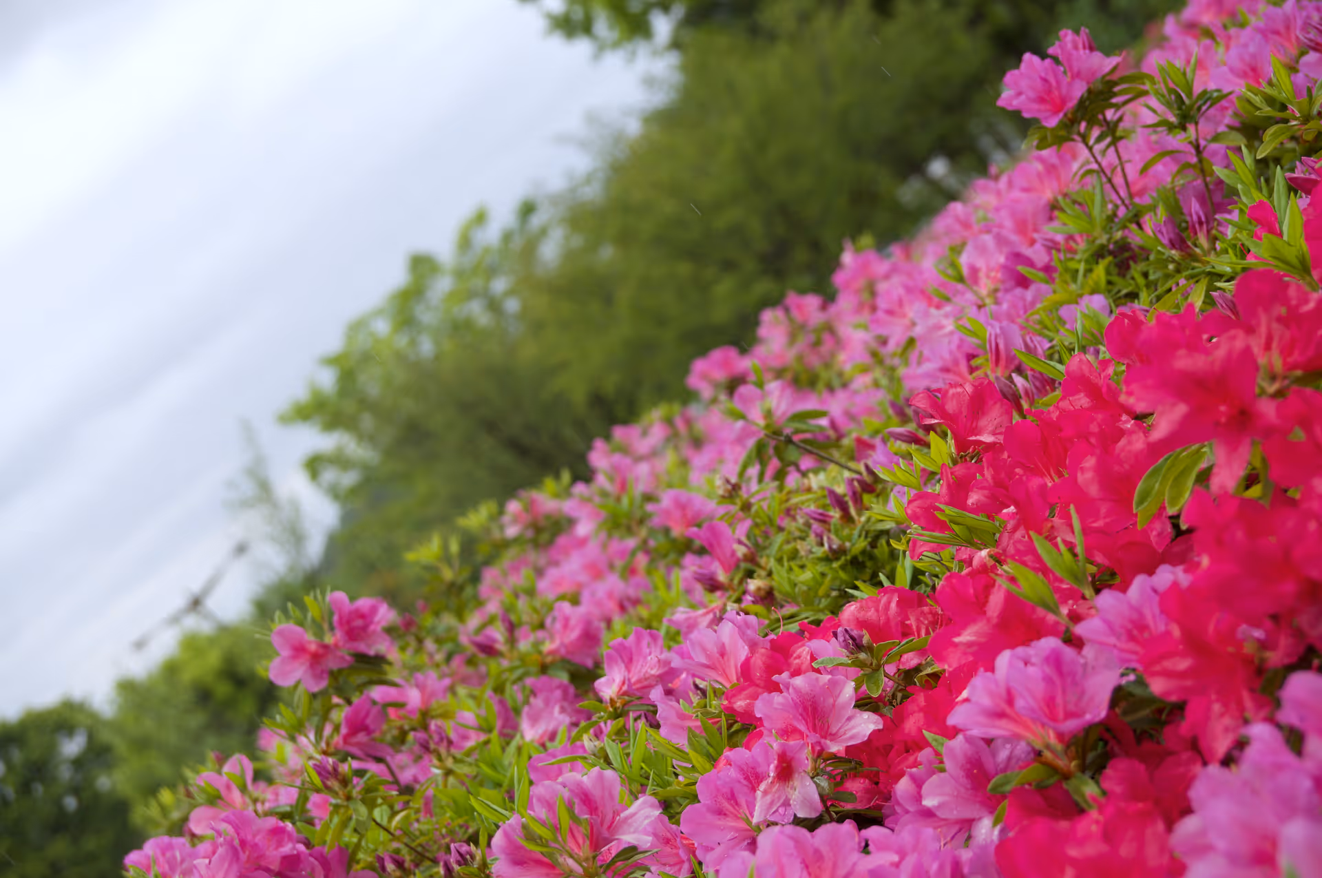 2019年5月2日に神奈川県で撮った「ツツジ、ボケ、マクロ、植物、空」の写真