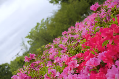2019年5月2日に神奈川県で撮った「ツツジ、ボケ、マクロ、植物、空」の写真