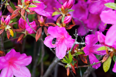 2019年5月2日に神奈川県で撮った「ツツジ、ボケ、マクロ、植物、虫」の写真
