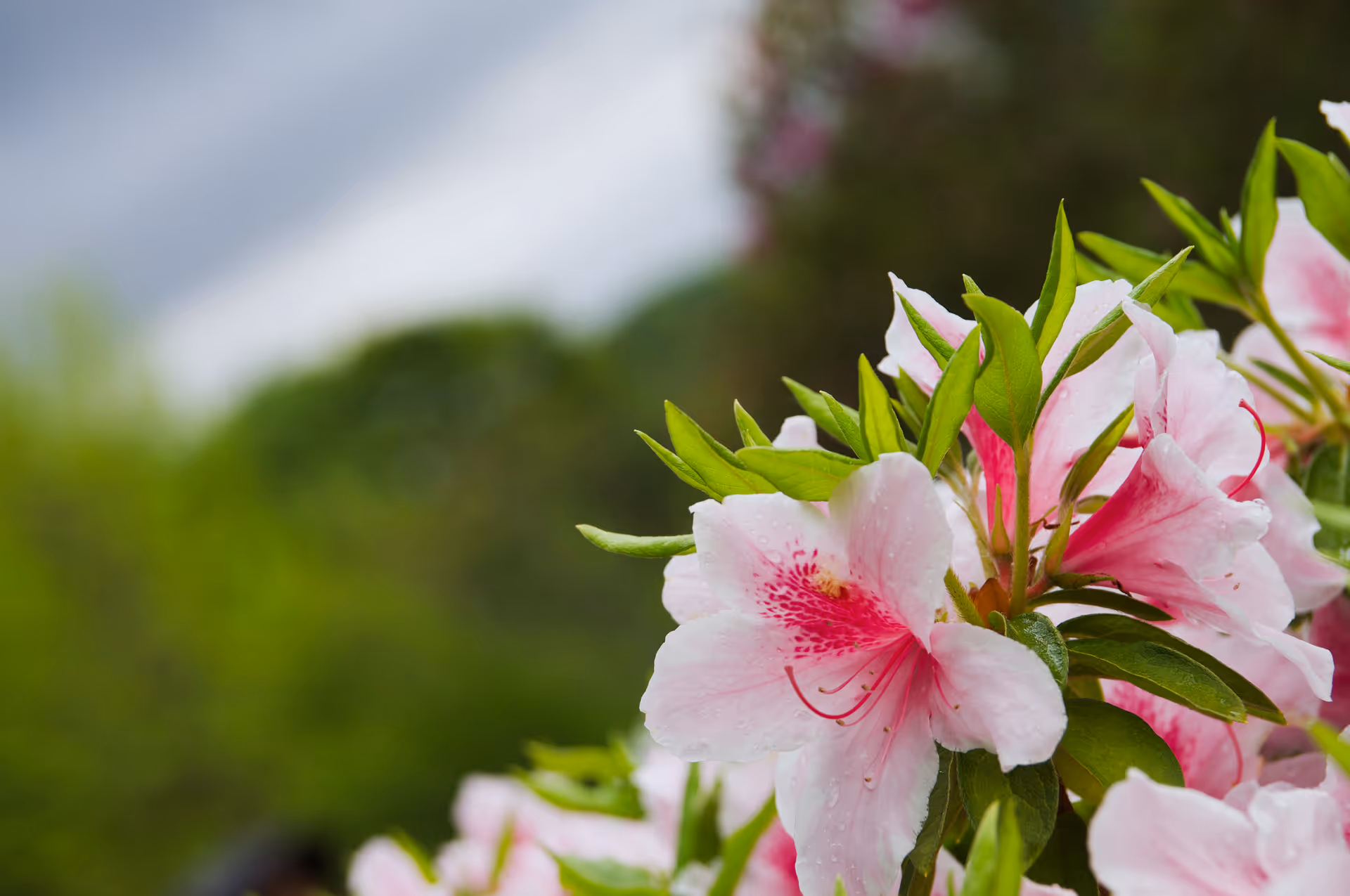 2019年5月2日に神奈川県で撮った「ツツジ、ボケ、マクロ、植物」の写真
