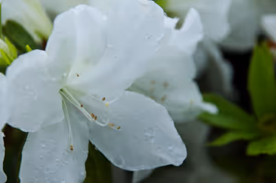 2019年5月2日に神奈川県で撮った「ツツジ、ボケ、マクロ、植物」の写真