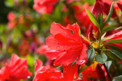 2019年5月2日に神奈川県で撮った「ツツジ、ボケ、マクロ、植物」の写真