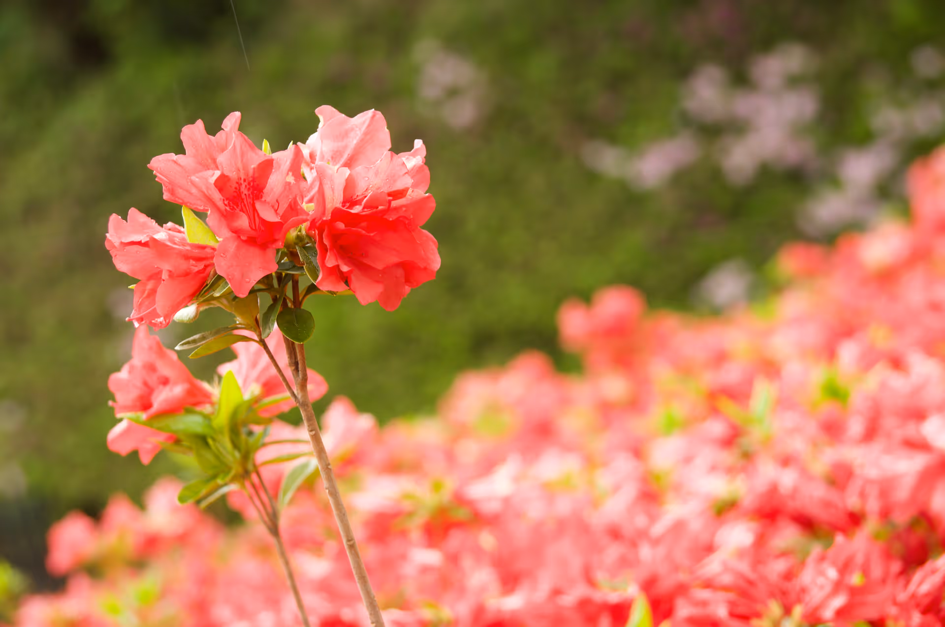 2019年5月2日に神奈川県で撮った「ツツジ、ボケ、マクロ、植物」の写真