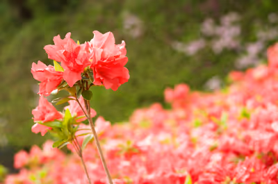 2019年5月2日に神奈川県で撮った「ツツジ、ボケ、マクロ、植物」の写真