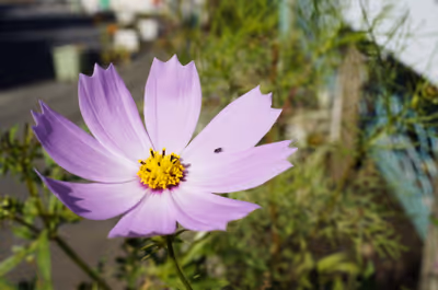 2013年10月27日に神奈川県で撮った「コスモス、植物、秋、虫」の写真