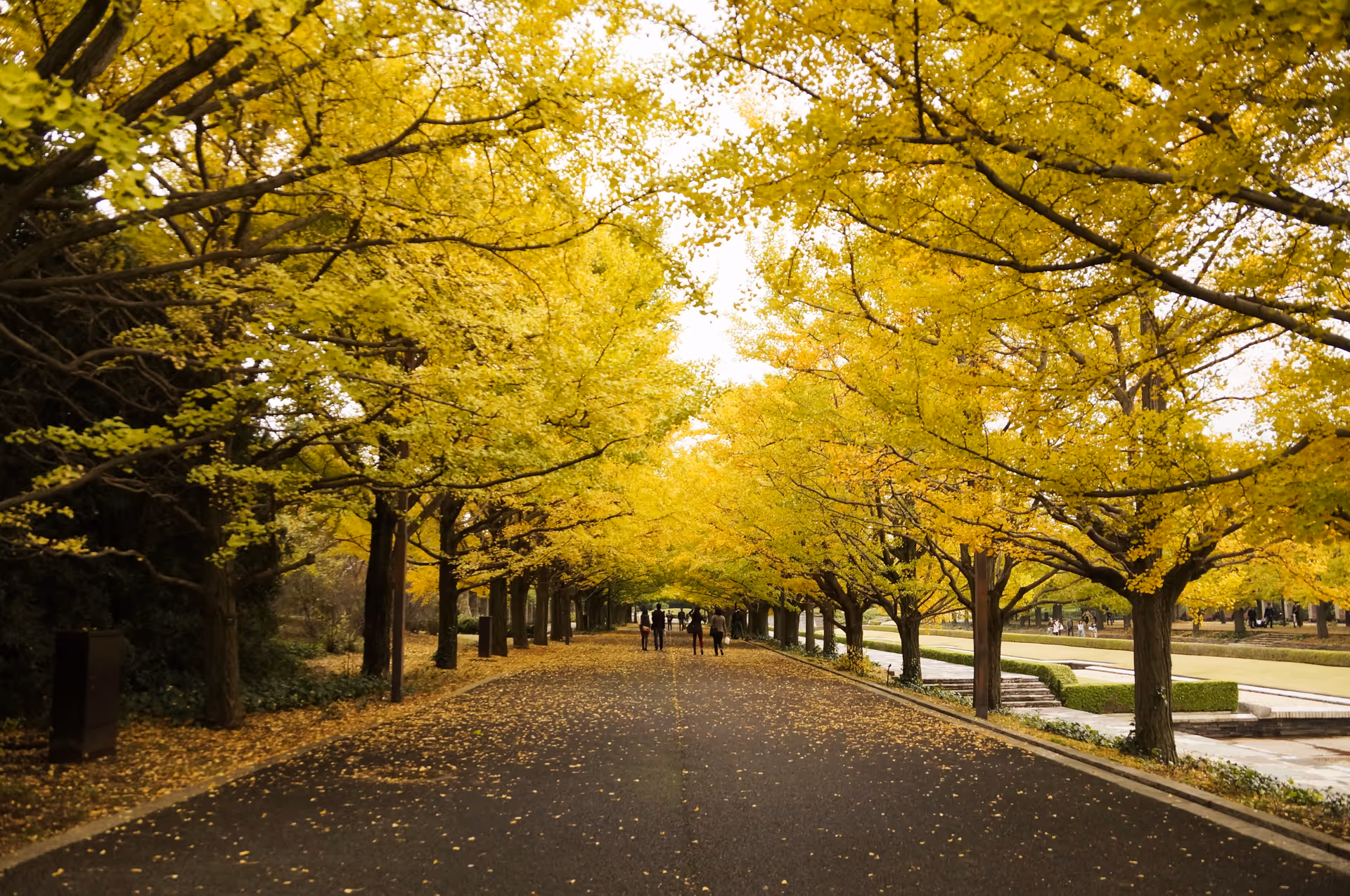2013年11月4日に東京都で撮った「昭和記念公園、植物、秋、紅葉、通り」の写真