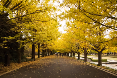 2013年11月4日に東京都で撮った「昭和記念公園、植物、秋、紅葉、通り」の写真