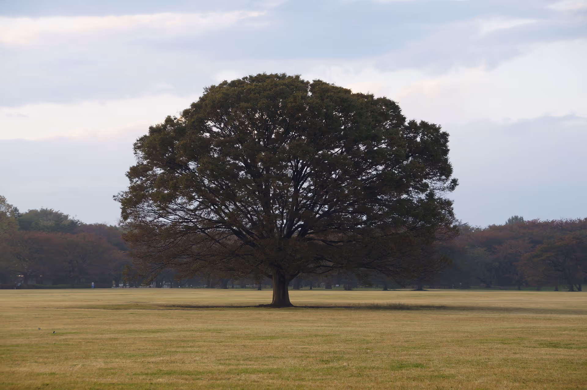 2013年11月4日に東京都で撮った「昭和記念公園、植物」の写真