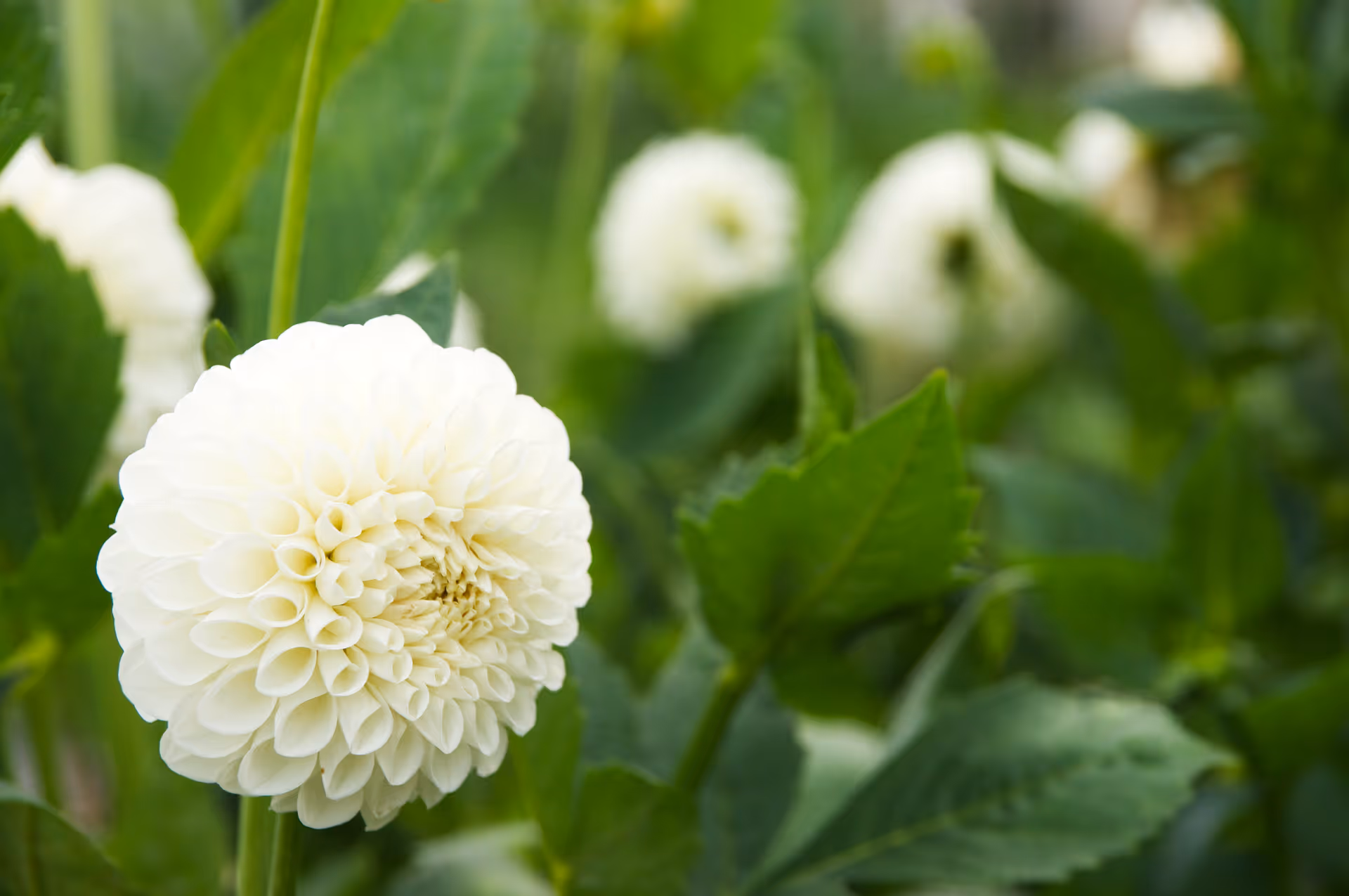 2020年7月22日に山形県で撮った「ダリア、植物」の写真