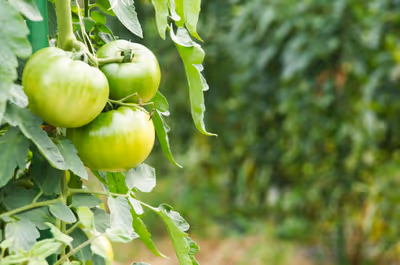 2020年7月22日に山形県で撮った「トマト、植物」の写真