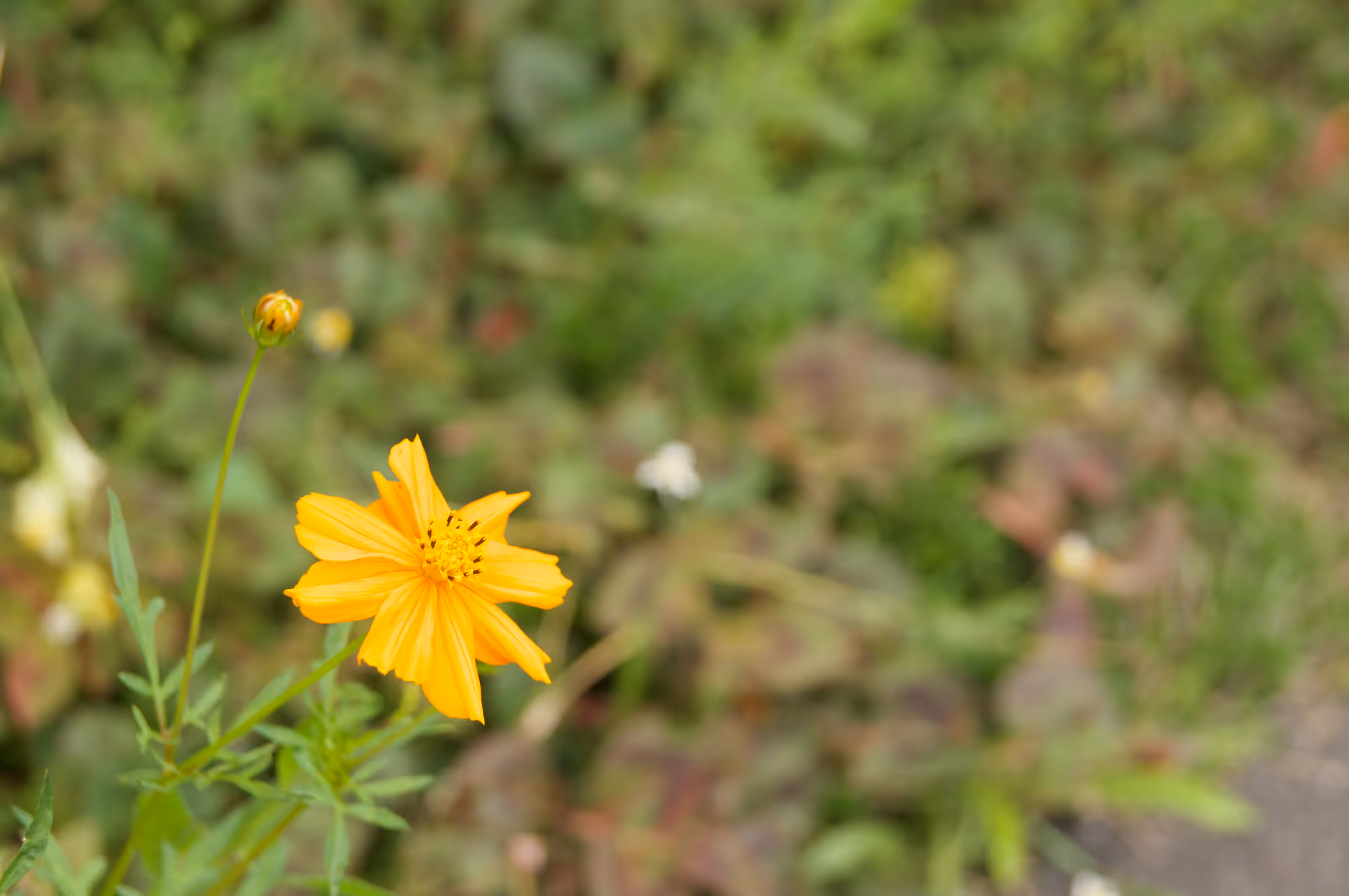 2020年7月22日に山形県で撮った「コスモス、植物」の写真