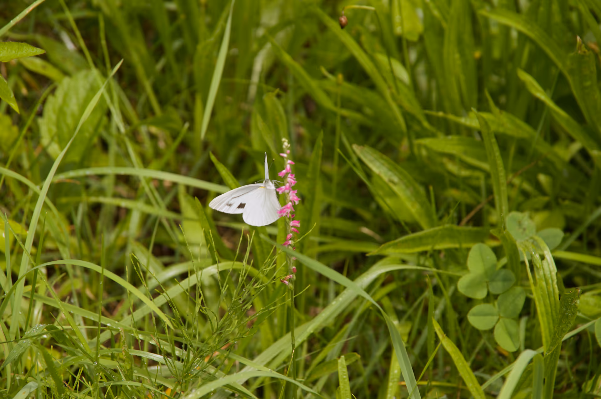 2020年7月23日に山形県で撮った「植物、虫、蝶」の写真