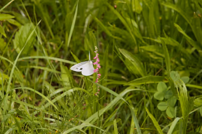 2020年7月23日に山形県で撮った「植物、虫、蝶」の写真