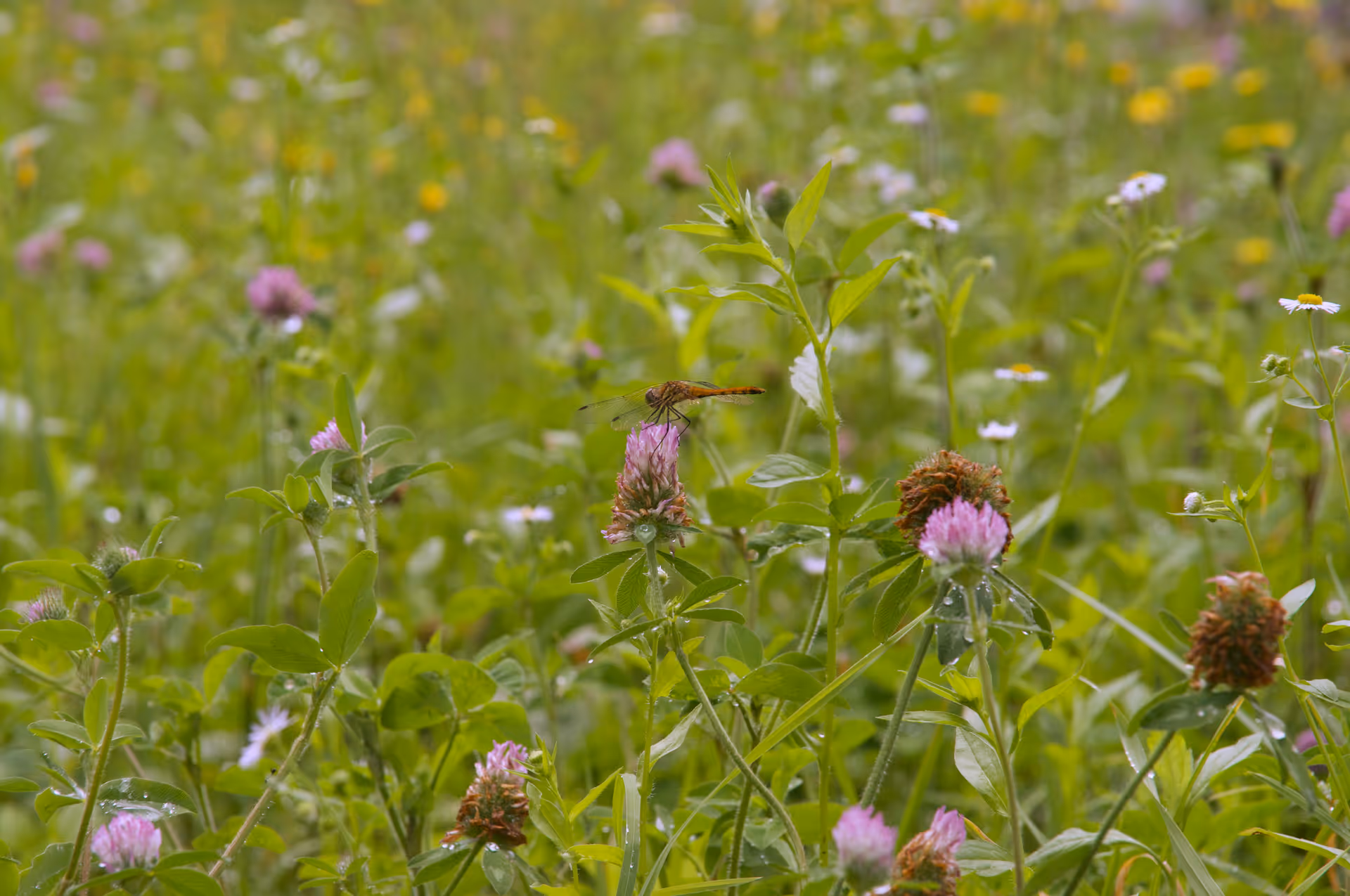 2020年7月23日に山形県で撮った「ツメクサ、トンボ、植物、虫」の写真