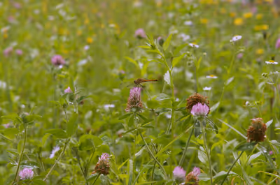 2020年7月23日に山形県で撮った「ツメクサ、トンボ、植物、虫」の写真