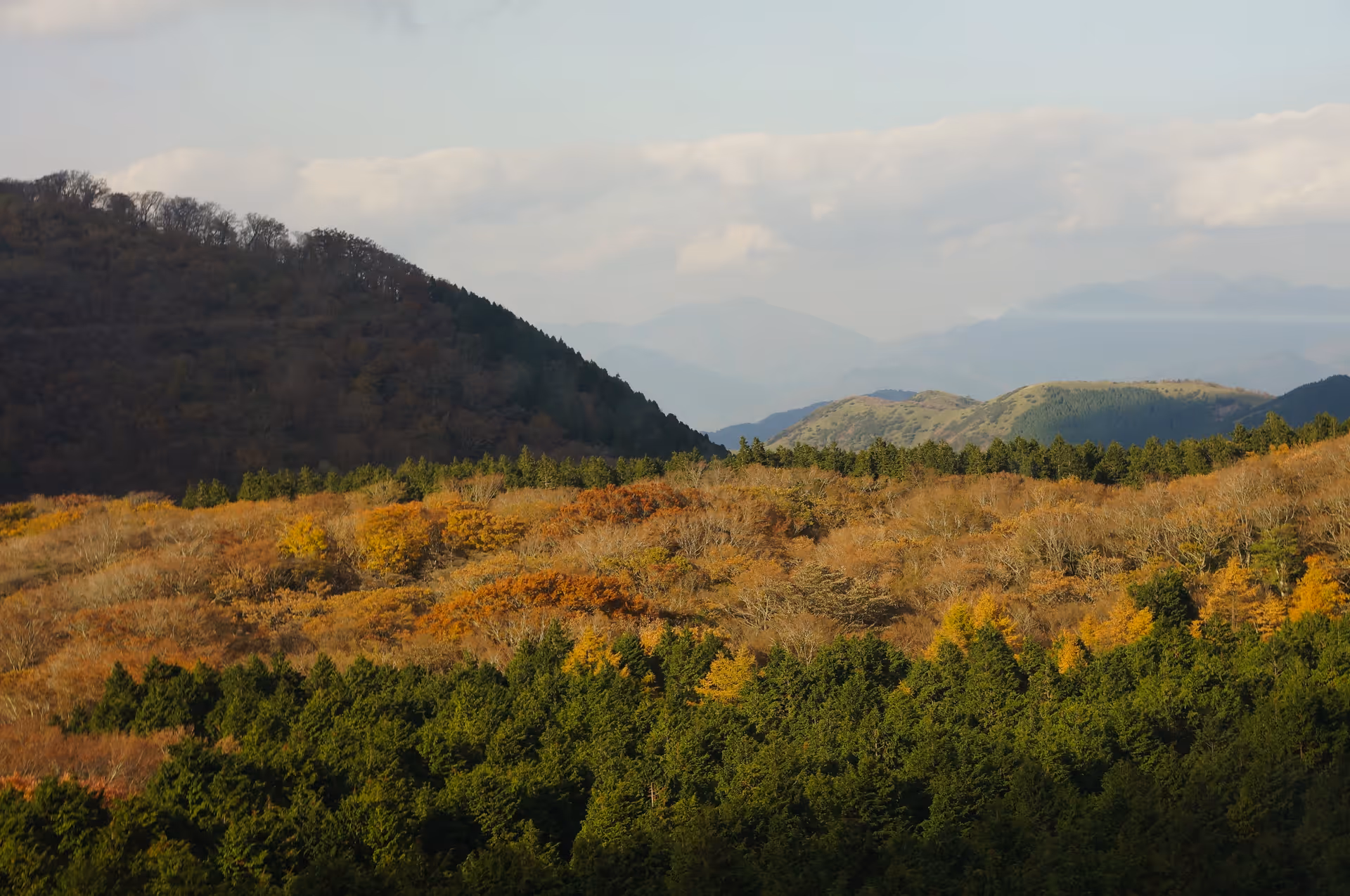 2013年11月16日に神奈川県で撮った「森、植物、空、箱根、紅葉」の写真