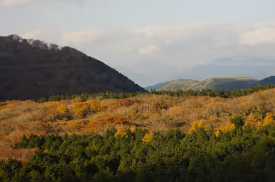 2013年11月16日に神奈川県で撮った「森、植物、空、箱根、紅葉」の写真