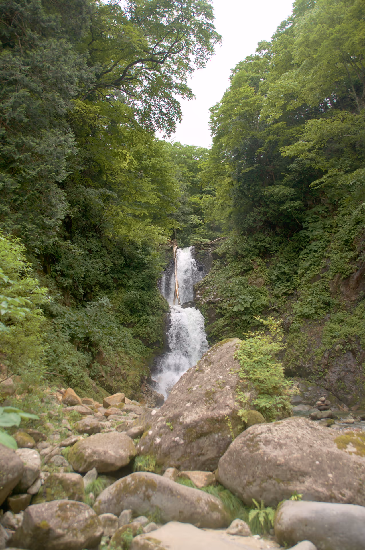 2020年7月24日に山形県で撮った「岩、森、植物、滝」の写真