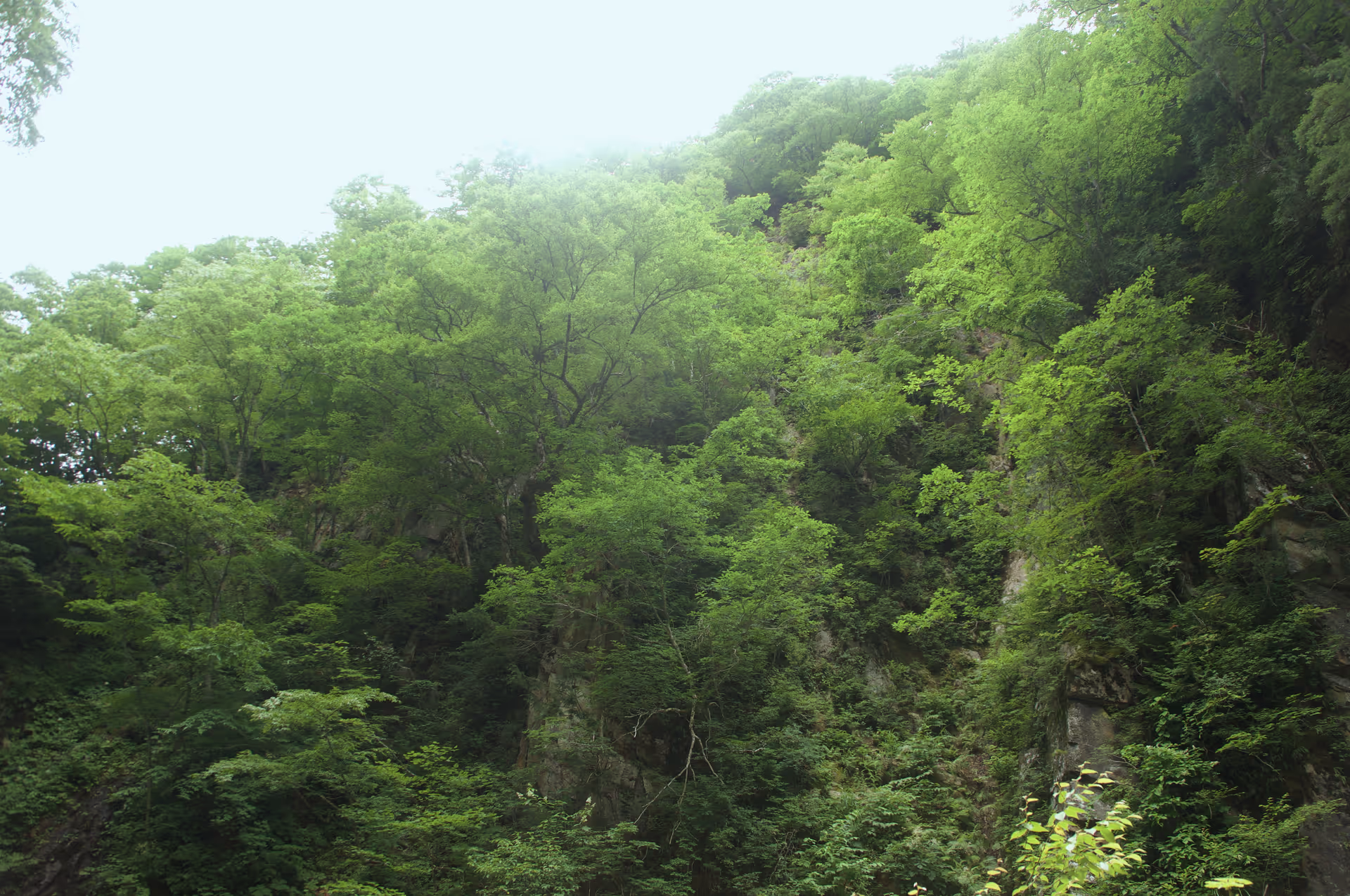 2020年7月24日に山形県で撮った「森、植物」の写真