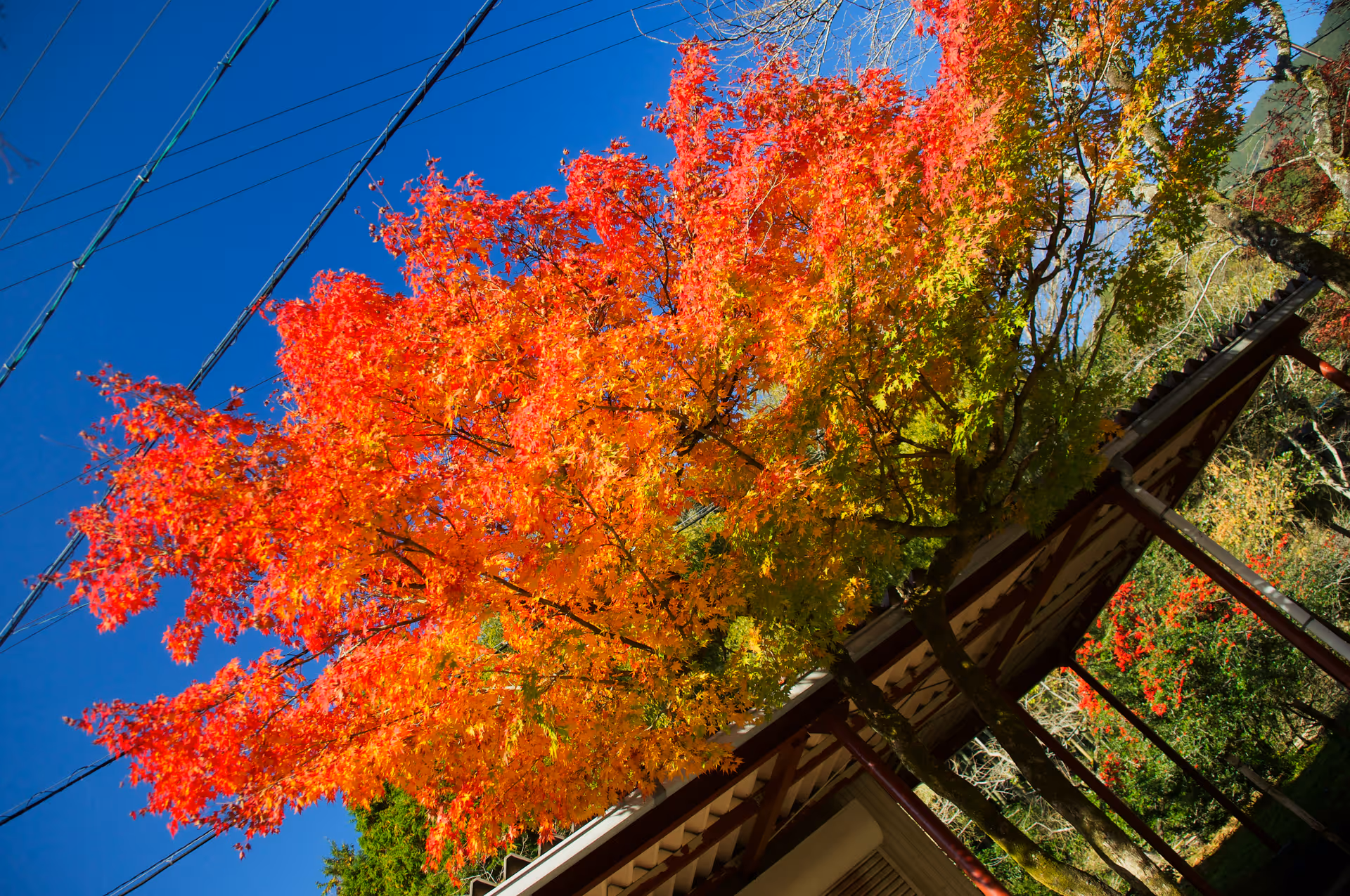 2022年11月19日に岐阜県で撮った「植物、秋、紅葉」の写真