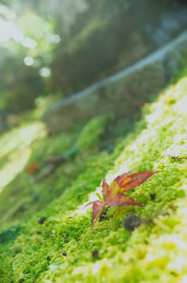 2022年11月19日に岐阜県で撮った「ボケ、植物、秋、紅葉」の写真