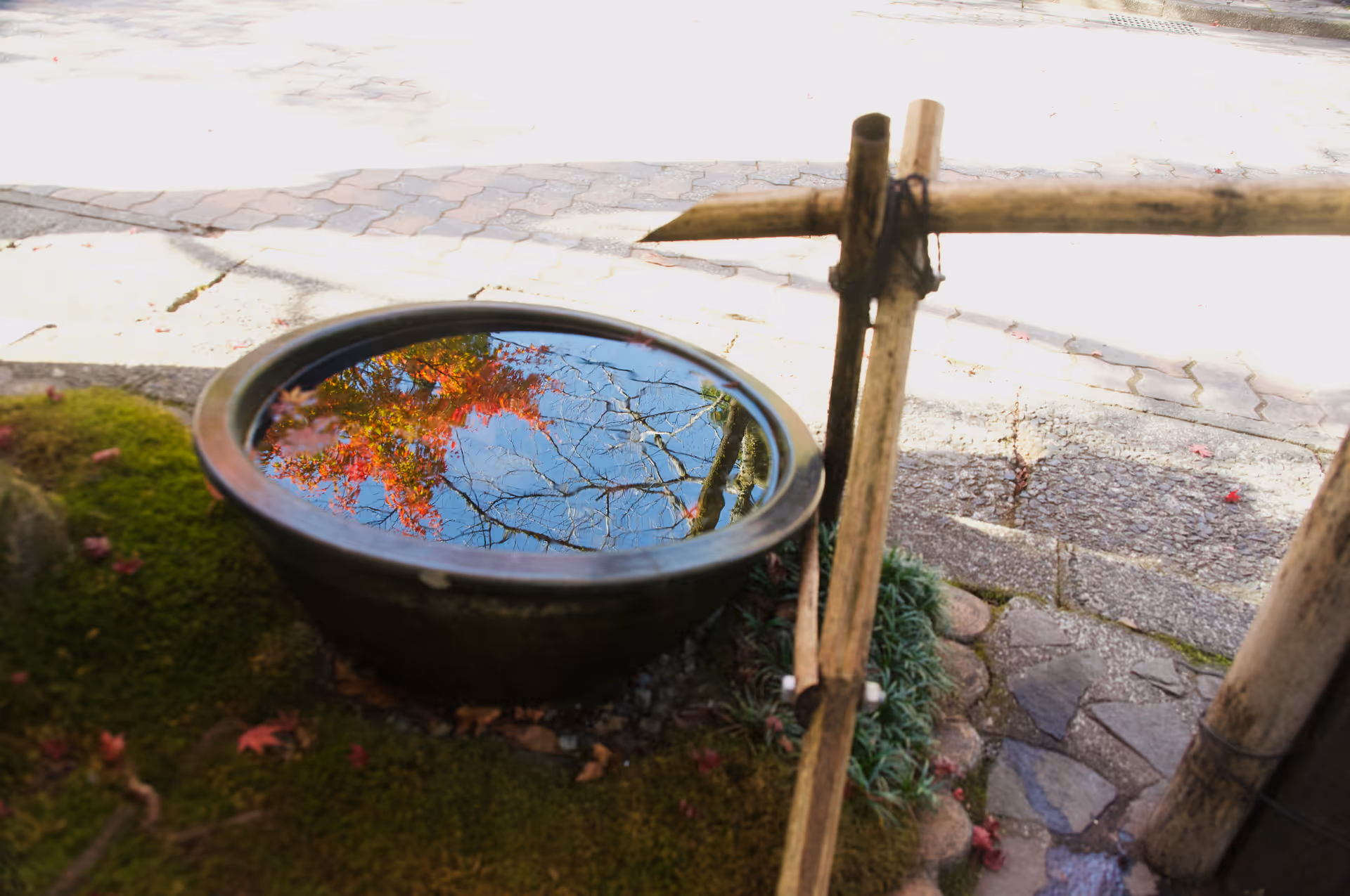 2022年11月19日に岐阜県で撮った「反射、植物、秋、紅葉、苔」の写真