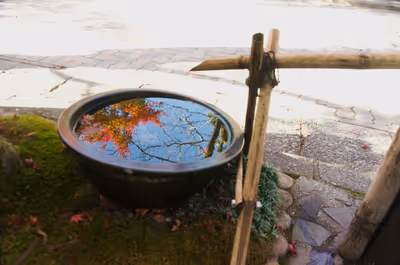 2022年11月19日に岐阜県で撮った「反射、植物、秋、紅葉、苔」の写真