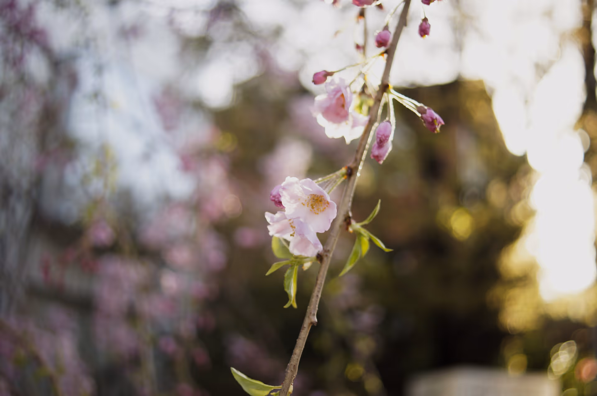 2014年3月30日に神奈川県で撮った「春、梅、植物」の写真