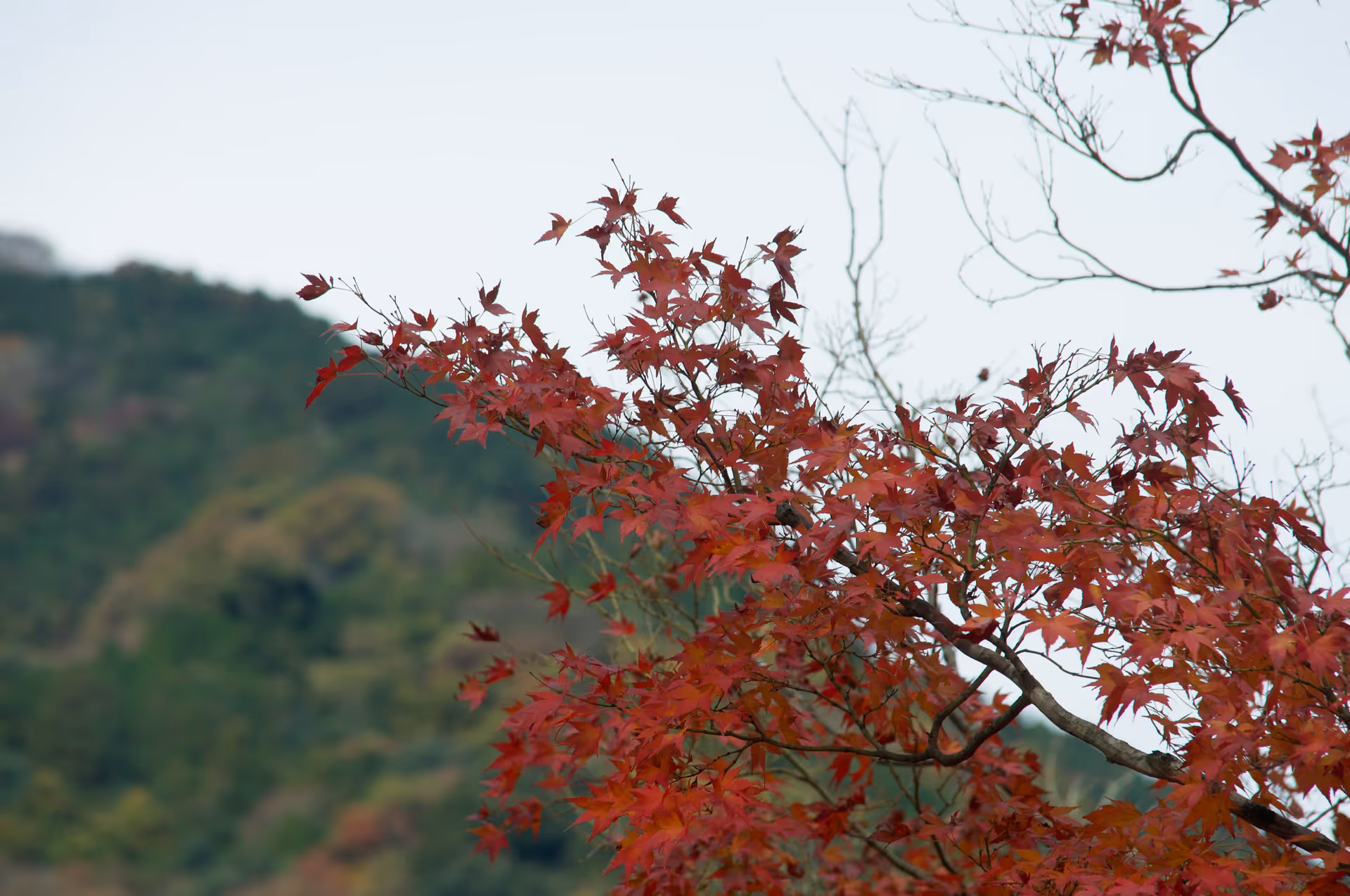 2022年11月20日に岐阜県で撮った「山、植物、秋、紅葉、養老公園」の写真