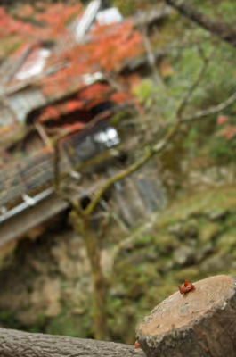 2022年11月20日に岐阜県で撮った「ボケ、植物、橋、秋、紅葉、養老公園」の写真