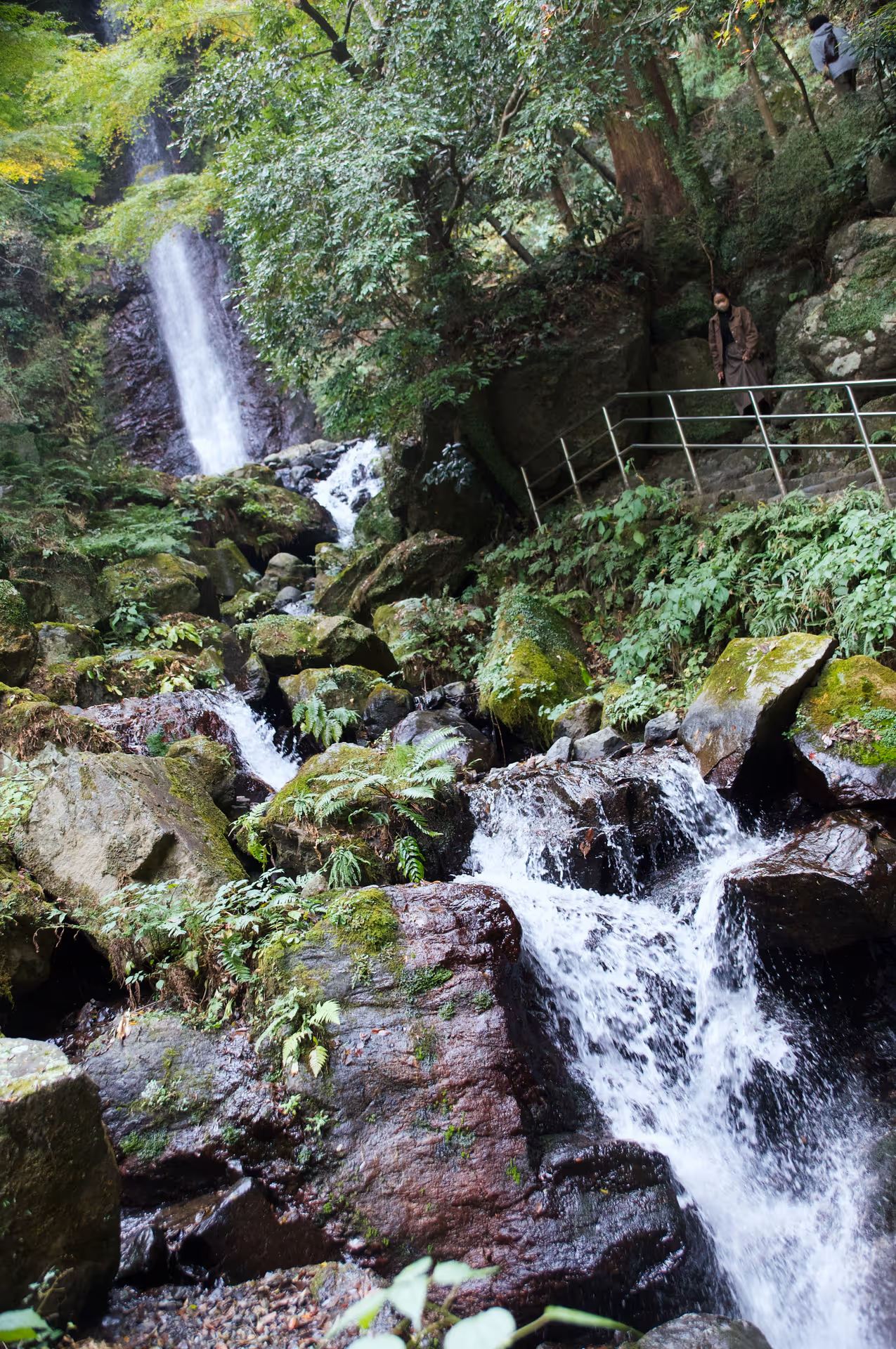 2022年11月20日に岐阜県で撮った「森、植物、滝、養老の滝、養老公園」の写真