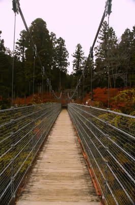 2022年11月20日に岐阜県で撮った「植物、橋、秋、紅葉」の写真