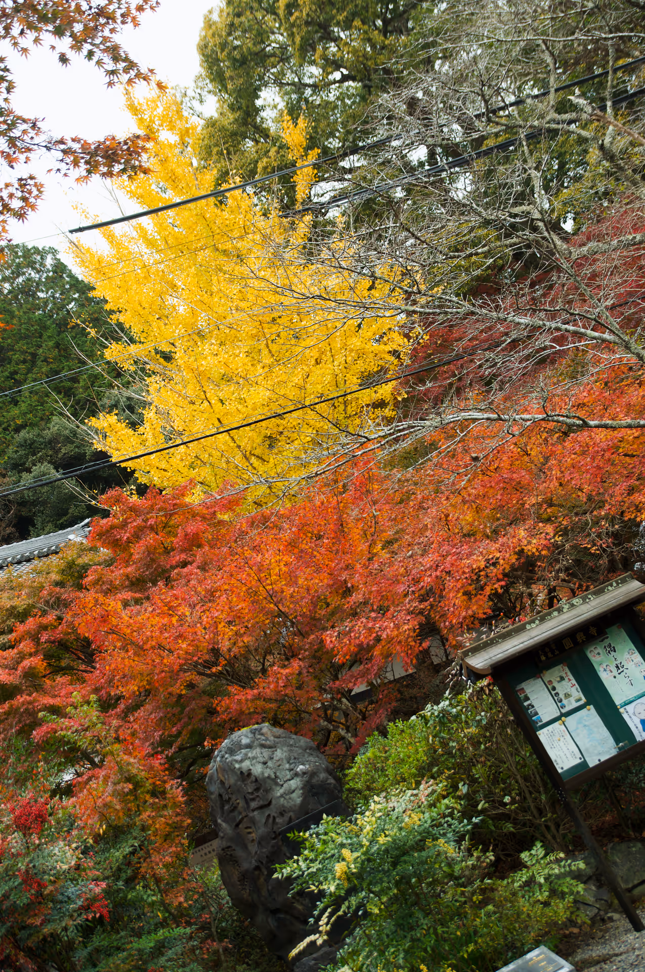 2022年11月20日に岐阜県で撮った「植物、秋、紅葉」の写真