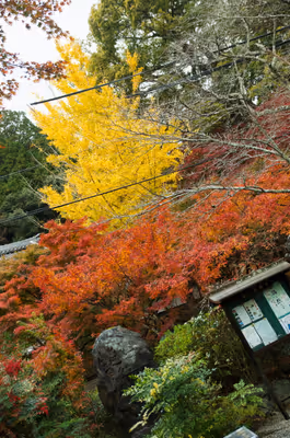 2022年11月20日に岐阜県で撮った「植物、秋、紅葉」の写真