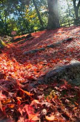 2022年11月21日に岐阜県で撮った「植物、秋、紅葉、群青八幡城」の写真