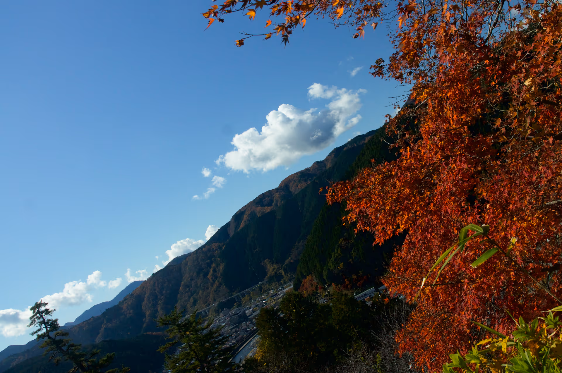 2022年11月21日に岐阜県で撮った「植物、秋、紅葉、群青八幡城」の写真