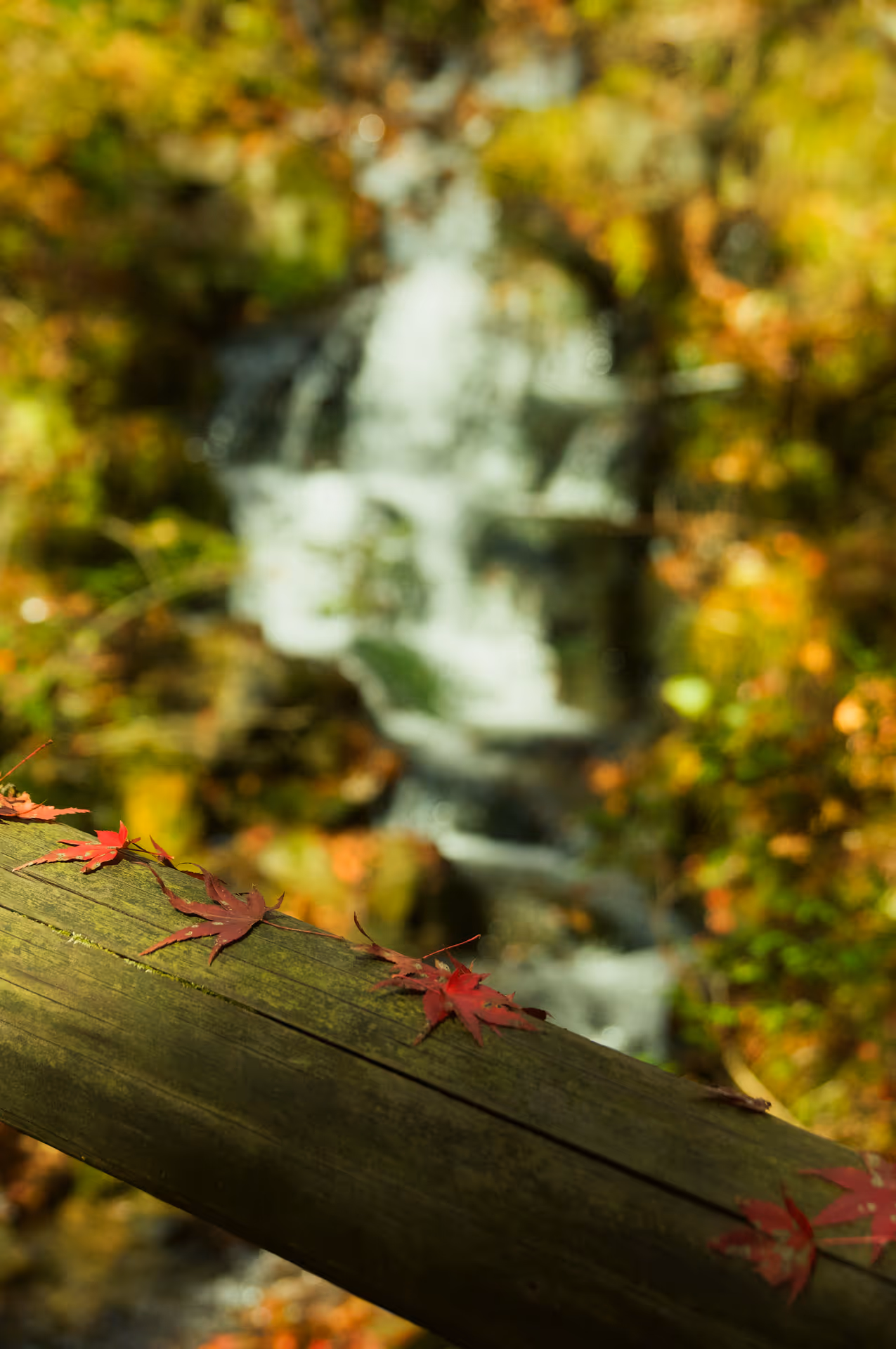 2022年11月22日に岐阜県で撮った「ボケ、植物、秋、紅葉」の写真