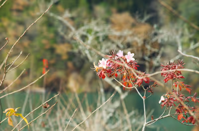 2022年11月22日に岐阜県で撮った「恵那峡、植物、秋、紅葉」の写真