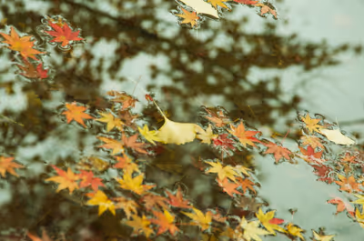 2022年11月22日に岐阜県で撮った「反射、曽木公園、植物、秋、紅葉」の写真