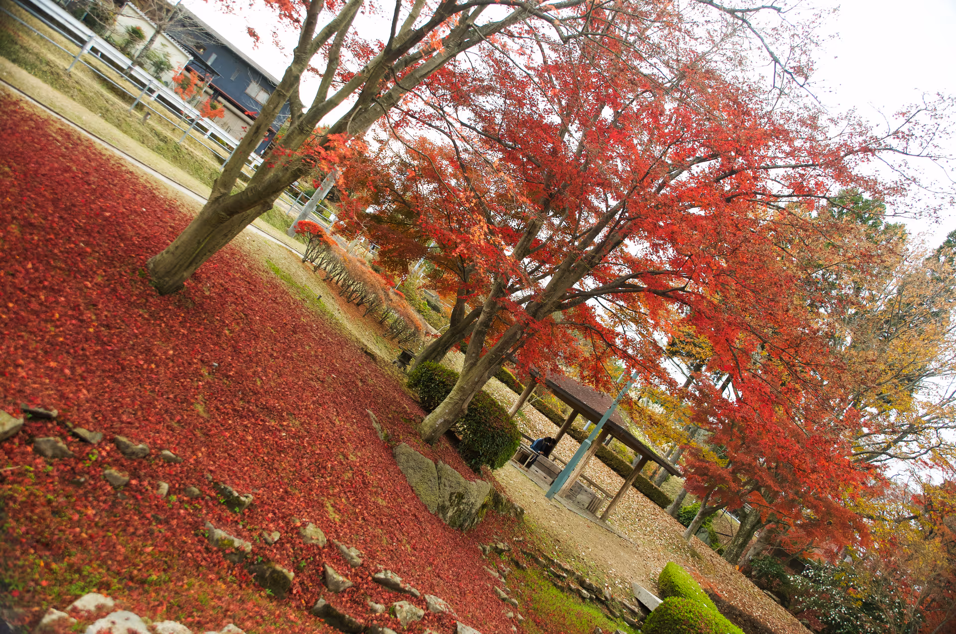 2022年11月22日に岐阜県で撮った「曽木公園、植物、秋、紅葉」の写真