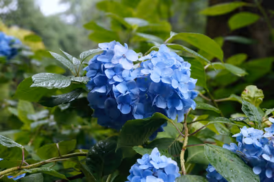 2014年6月26日に神奈川県で撮った「ボケ、マクロ、植物、紫陽花」の写真