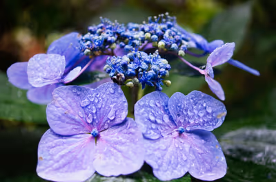 2014年6月26日に神奈川県で撮った「ボケ、マクロ、植物、紫陽花」の写真