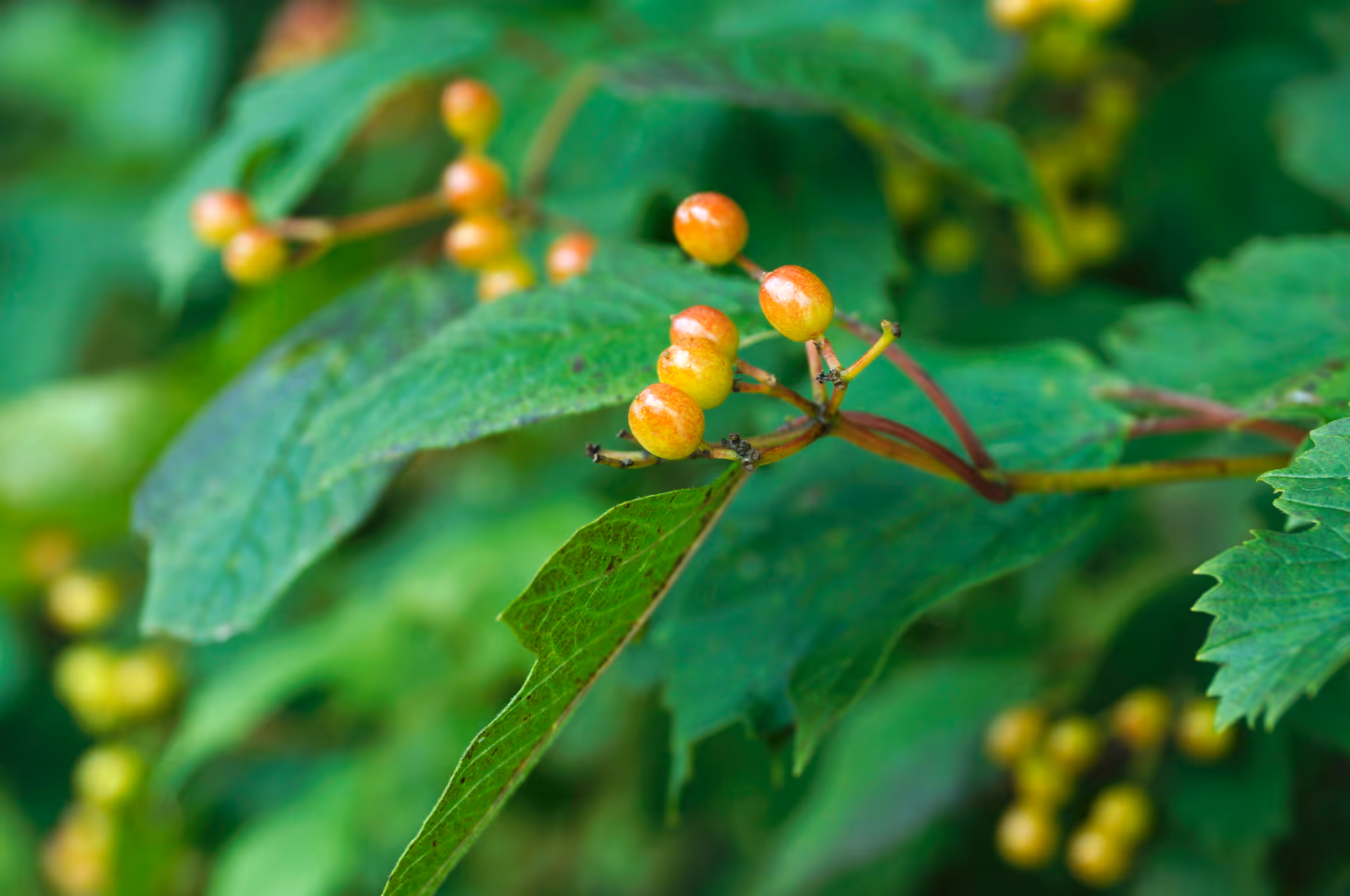 2014年9月9日に栃木県で撮った「カンボク、マクロ、日光、植物」の写真