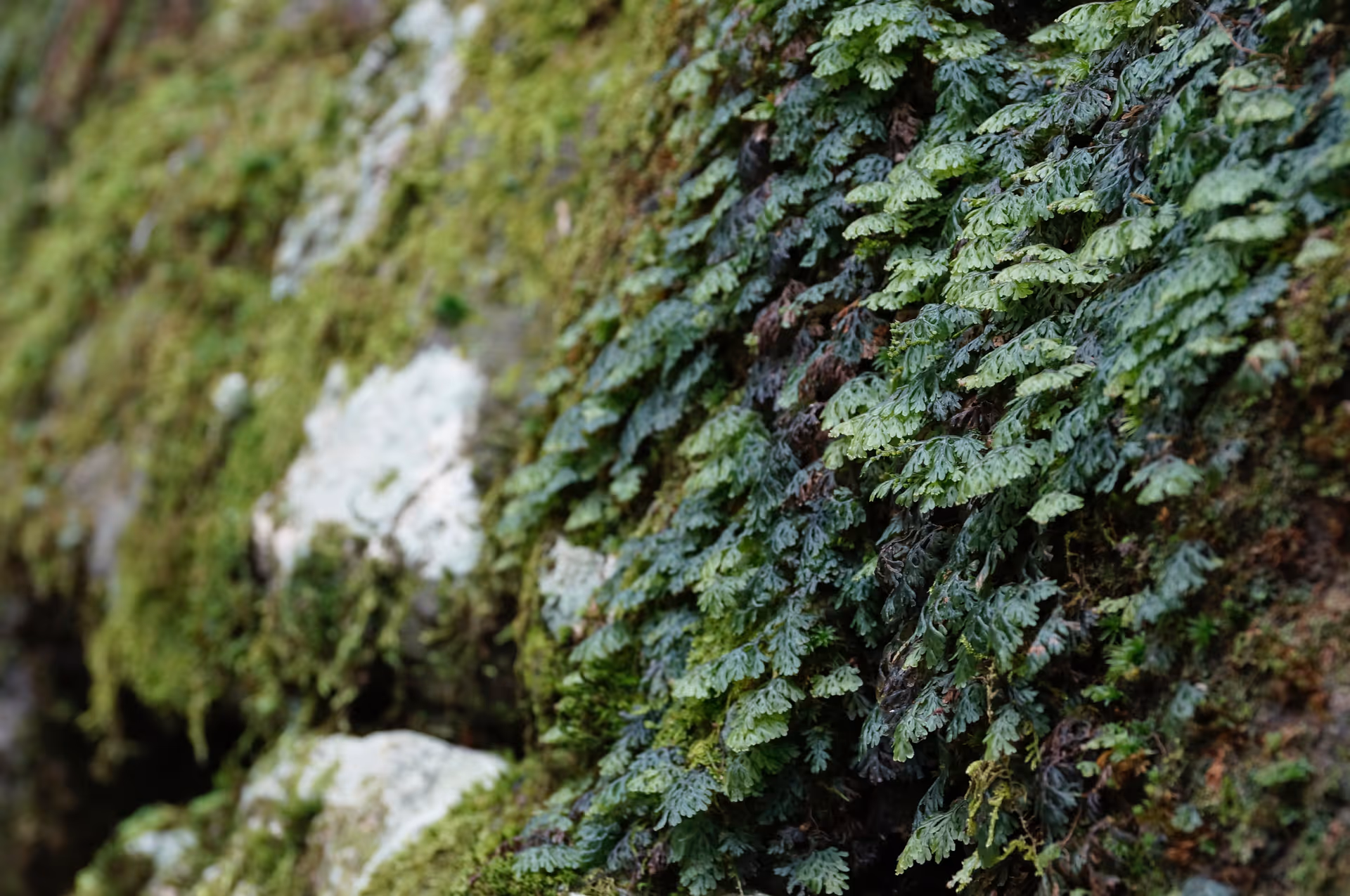 2014年9月9日に栃木県で撮った「マクロ、日光、植物、苔」の写真
